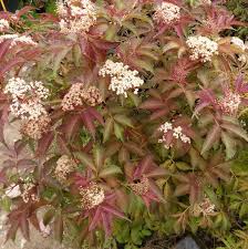 Attēlu rezultāti vaicājumam “Sambucus nigra”