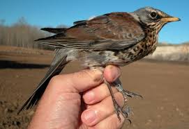 Attēlu rezultāti vaicājumam “Turdus pilaris adult”