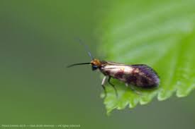 Attēlu rezultāti vaicājumam “Micropterigidae”