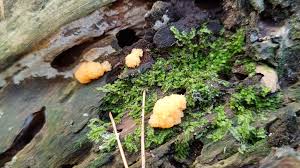 Attēlu rezultāti vaicājumam “Tubifera montana spores”