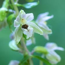 Attēlu rezultāti vaicājumam “Epipactis helleborine”
