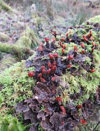 Attēlu rezultāti vaicājumam “Peltigera praetextata”