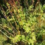 Attēlu rezultāti vaicājumam “Rumex confertus fruit”