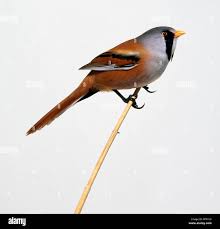 Attēlu rezultāti vaicājumam “Panurus biarmicus”