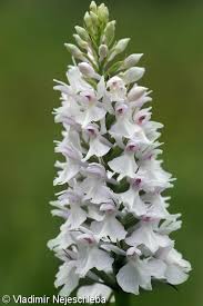 Attēlu rezultāti vaicājumam “Dactylorhiza maculata flower”