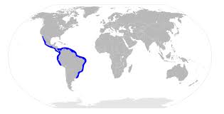 Image result for Sphyrna media