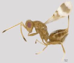 Attēlu rezultāti vaicājumam “Torymidae”