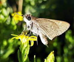 Attēlu rezultāti vaicājumam “Thymelicus sylvestris underside”