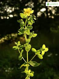 Attēlu rezultāti vaicājumam “Hypericum maculatum flower”