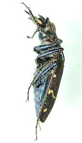 Attēlu rezultāti vaicājumam “Cicindela sylvatica”