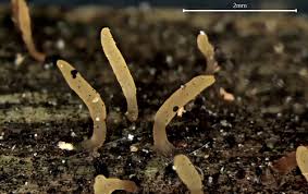 Attēlu rezultāti vaicājumam “Calocera glossoides”