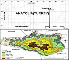 Attēlu rezultāti vaicājumam “Seligeria campylopoda sporophyte”