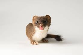 Attēlu rezultāti vaicājumam “Mustela erminea”