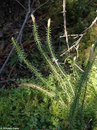 Attēlu rezultāti vaicājumam “Lignydium muscorum”