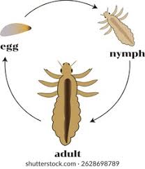 Attēlu rezultāti vaicājumam “Phthiraptera”