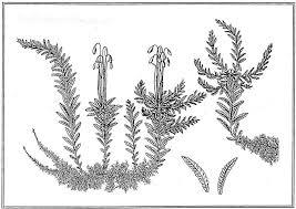 Attēlu rezultāti vaicājumam “Leiocolea rutheana sporophyte”