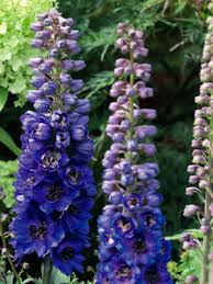 Attēlu rezultāti vaicājumam “Delphinium elatum”