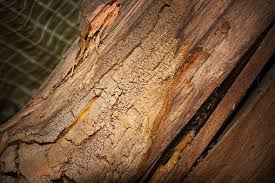 Attēlu rezultāti vaicājumam “Gloeophyllum abietinum”