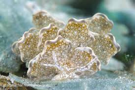 Attēlu rezultāti vaicājumam “Colloderma robustum macro”