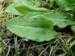 Attēlu rezultāti vaicājumam “Rumex thyrsiflorus”