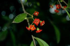 Attēlu rezultāti vaicājumam “Cribraria macrocarpa stalked”