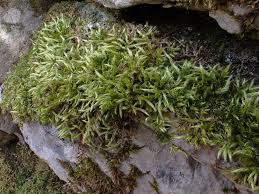 Attēlu rezultāti vaicājumam “Homalothecium sericeum”