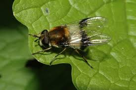 Attēlu rezultāti vaicājumam “Leucozona lucorum”