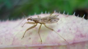 Attēlu rezultāti vaicājumam “Nabidae”