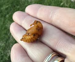 Attēlu rezultāti vaicājumam “Scardia boletella pupa”