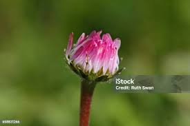Attēlu rezultāti vaicājumam “Bellis perennis bud”