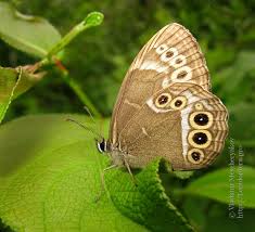 Attēlu rezultāti vaicājumam “Lopinga achine underside”