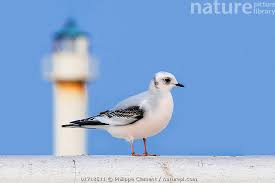 Image result for Rhodostethia rosea