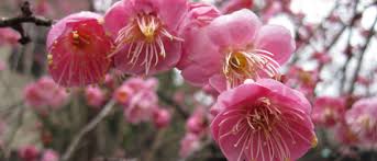 Attēlu rezultāti vaicājumam “Trichia contorta young”