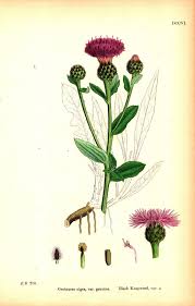Image result for Centaurea nigra