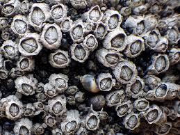 Attēlu rezultāti vaicājumam “Colloderma oculatum”