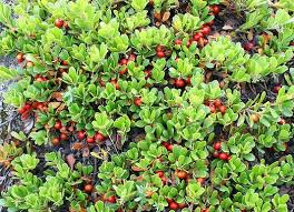 Attēlu rezultāti vaicājumam “Arctostaphylos uva-ursi fruit”