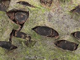 Attēlu rezultāti vaicājumam “Biscogniauxia marginata”