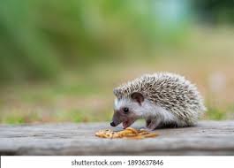 Attēlu rezultāti vaicājumam “Insectivora”