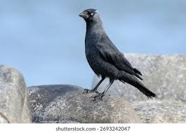 Attēlu rezultāti vaicājumam “Corvus monedula adult”