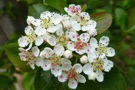 Attēlu rezultāti vaicājumam “Aronia melanocarpa”