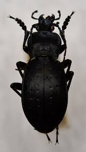 Attēlu rezultāti vaicājumam “Carabus hortensis”