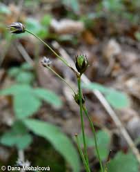 Attēlu rezultāti vaicājumam “Luzula pilosa bud”