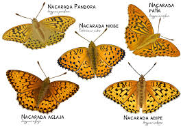 Attēlu rezultāti vaicājumam “Argynnis adippe male”