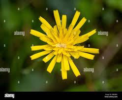 Attēlu rezultāti vaicājumam “Hieracium murorum flower”