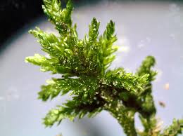 Attēlu rezultāti vaicājumam “Climacium dendroides sporophyte”