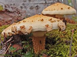 Attēlu rezultāti vaicājumam “Cystoderma amianthinum”