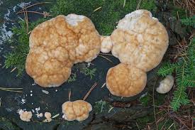 Attēlu rezultāti vaicājumam “Postia ptychogaster”