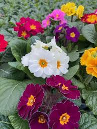 Attēlu rezultāti vaicājumam “Primula x polyantha”