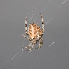 Attēlu rezultāti vaicājumam “Araneus diadematus”