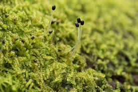 Attēlu rezultāti vaicājumam “Nowellia curvifolia”